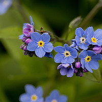 Buy canvas prints of Forget-me-not in Springtime by Jim Jones