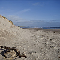 Buy canvas prints of Driftwood on the beach at Druridge Bay by Jim Jones