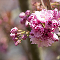 Buy canvas prints of Pretty Pink Cherry Blossom in Springtime by Jim Jones