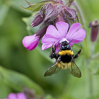 Buy canvas prints of Wild Red Campion and Busy Bee by Jim Jones