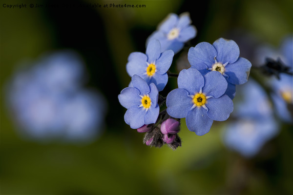 English Wildflowers - Forget-me-not Picture Board by Jim Jones