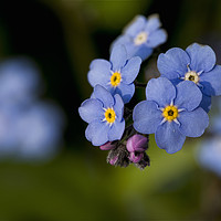 Buy canvas prints of English Wildflowers - Forget-me-not by Jim Jones