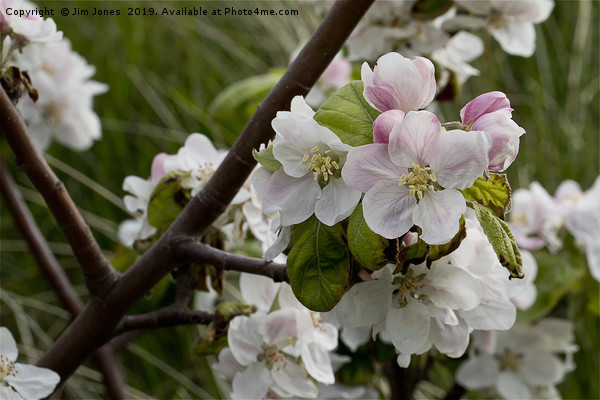 Apple Blossom time Picture Board by Jim Jones