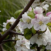 Buy canvas prints of Apple Blossom time by Jim Jones