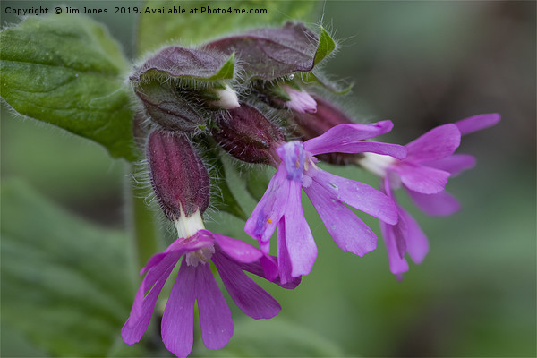 English Wild Flowers - Red Campion Picture Board by Jim Jones