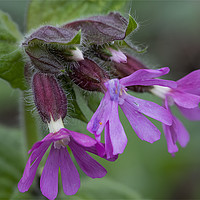 Buy canvas prints of English Wild Flowers - Red Campion by Jim Jones