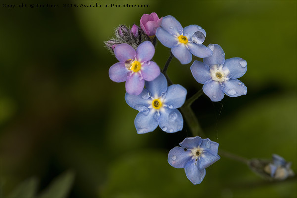 English Wild Flowers - Forget-me-not (2) Picture Board by Jim Jones