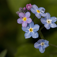 Buy canvas prints of English Wild Flowers - Forget-me-not (2) by Jim Jones