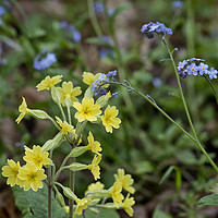 Buy canvas prints of English Wild Flowers - Forget me not and Cowslip by Jim Jones