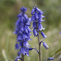 Buy canvas prints of English Wild Flowers - Bluebell (2) by Jim Jones