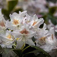 Buy canvas prints of Rhododendron in full bloom by Jim Jones