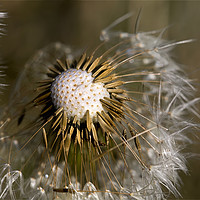 Buy canvas prints of Dandelion seeds and their parachutes by Jim Jones