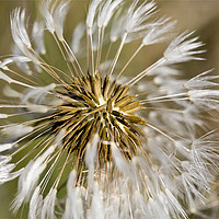 Buy canvas prints of Dandelion seeds and their parachutes (2) by Jim Jones