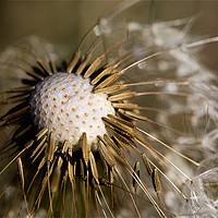 Buy canvas prints of Dandelion seeds and their parachutes (3) by Jim Jones