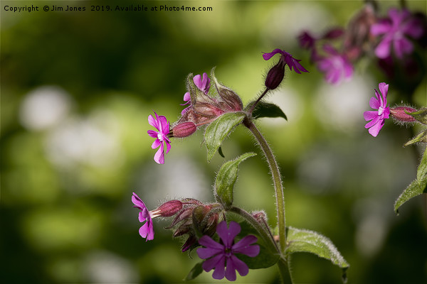 English Wild Flowers - Red Campion (2) Picture Board by Jim Jones