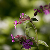 Buy canvas prints of English Wild Flowers - Red Campion (2) by Jim Jones