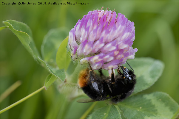 Bee collecting pollen from Clover Picture Board by Jim Jones