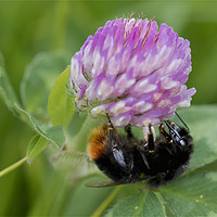 Buy canvas prints of Bee collecting pollen from Clover by Jim Jones