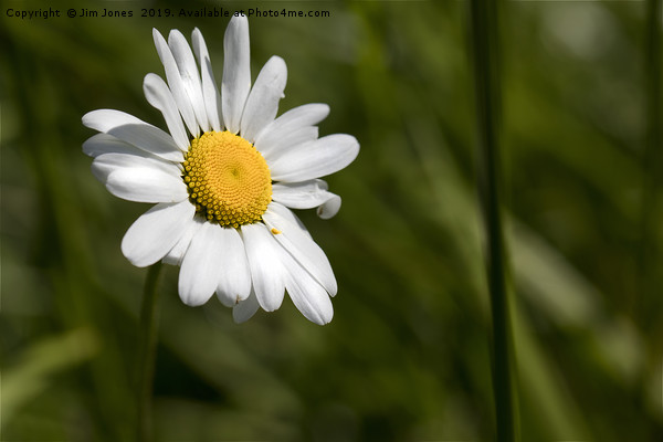 English Wild Flowers - Ox-eye Daisy Picture Board by Jim Jones