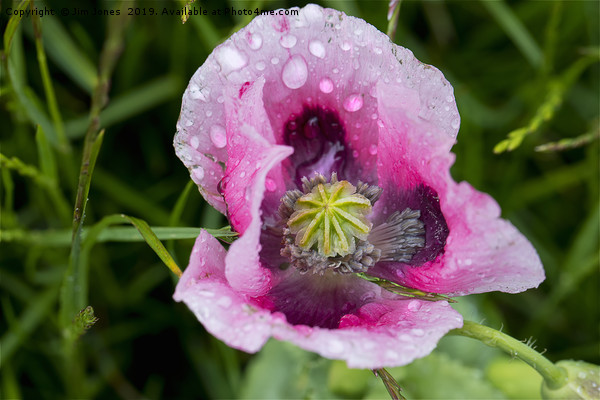 Raindrops on pink Poppy flower Picture Board by Jim Jones