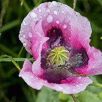 Buy canvas prints of Raindrops on pink Poppy flower by Jim Jones