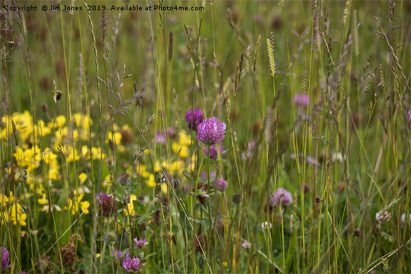 English Wild Flower Meadow Picture Board by Jim Jones