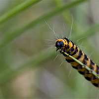 Buy canvas prints of Cinnabar caterpillar on blade of grass. by Jim Jones
