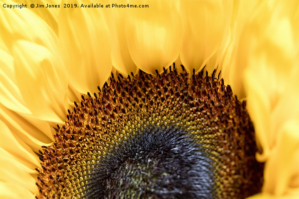 Bright and Colourful Sunflower Picture Board by Jim Jones