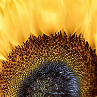 Buy canvas prints of Bright and Colourful Sunflower by Jim Jones