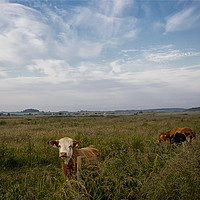 Buy canvas prints of Contented Cows in Flower Meadow by Jim Jones