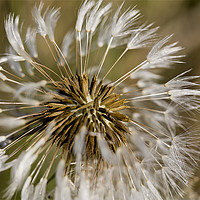 Buy canvas prints of Dandelion seeds and their parachutes (4) by Jim Jones