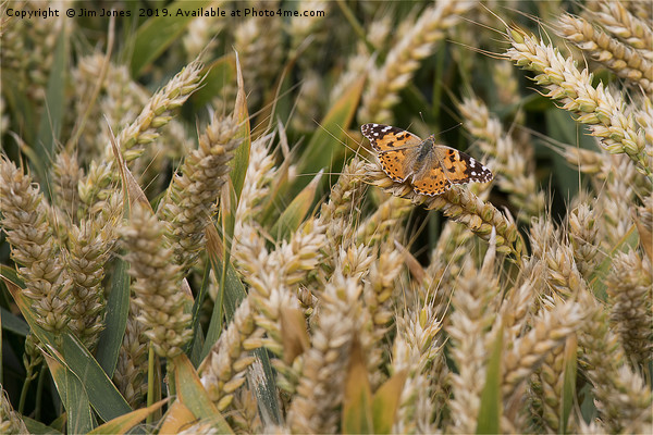 Butterfly among the Wheat. Picture Board by Jim Jones