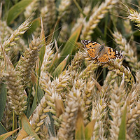 Buy canvas prints of Butterfly among the Wheat. by Jim Jones