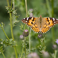 Buy canvas prints of Painted Lady Butterfly by Jim Jones