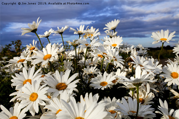 English Wild Flowers - Ox-eye Daisies Picture Board by Jim Jones