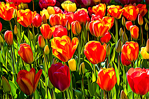Red and Yellow Tulips Picture Board by Jim Jones