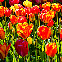 Buy canvas prints of Red and Yellow Tulips by Jim Jones