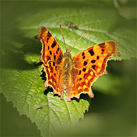 Buy canvas prints of Comma Butterfly Resting by Jim Jones