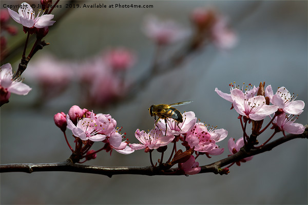 Hoverfly on Cherry Blossom Picture Board by Jim Jones