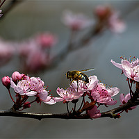 Buy canvas prints of Hoverfly on Cherry Blossom by Jim Jones