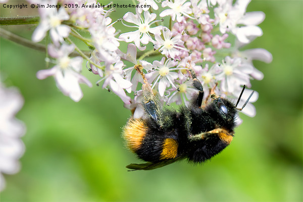 Bee gathering Pollen Picture Board by Jim Jones