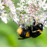 Buy canvas prints of Bee gathering Pollen by Jim Jones