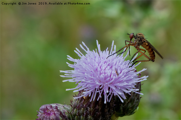Dance Fly feeding on Thistle Flower Picture Board by Jim Jones