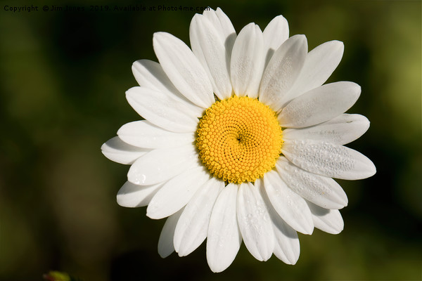 Dew covered Ox-eye Daisy Picture Board by Jim Jones