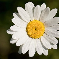 Buy canvas prints of Dew covered Ox-eye Daisy by Jim Jones