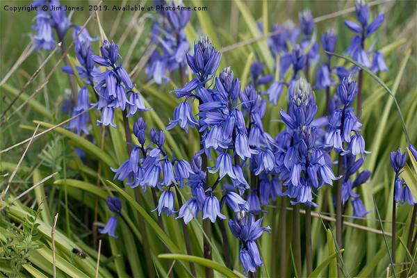 English Wild Flowers - Clump of Bluebells Picture Board by Jim Jones