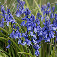 Buy canvas prints of English Wild Flowers - Clump of Bluebells by Jim Jones