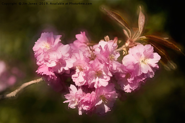 Artistic Cherry Blossom Picture Board by Jim Jones