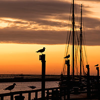 Buy canvas prints of Several silhouetted seagulls at Sunrise by Jim Jones