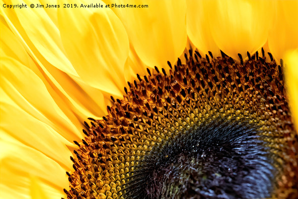 Sunflower Picture Board by Jim Jones
